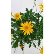 OUTDOOR PLANTS
