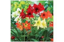 AMARYLLIS SONATINI MIXED FLOWER OUTDOOR PLANT 18CM POT