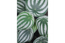 HOMALOMENA CAMOUFLAGE FOLIAGE PLANT 15CM