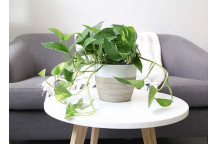 SCINDAPSUS AUREUS FOLIAGE INDOOR HOUSE PLANT 30CM