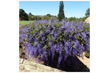SANDPAPER VINE PETREA PURPLE CLIMBER 9L