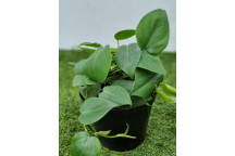 PLANT INDOOR FOLIAGE PHILODENDRON BIPINNATAFIDUM NARROW GOLDEN 23CM