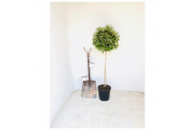 ABELIA FRANCIS MASON SHRUB PLANT 15CM