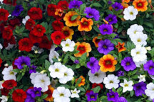 PLANT FLOWER MILLION BELLS CALIBRACHOA ASSORTED 27CM H/BASKET