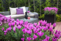 PLANT HERB LAVANDULA PEDUNCULATA THE PRINCESS 21/22CM LAVANDER