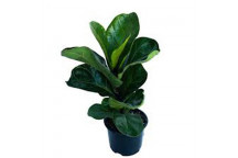 FICUS LYRATA BAMBINO PLANT 19CM