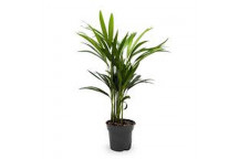 ARECA BAMBOO DYPSIS FOLIAGE INDOOR PLANT 19CM