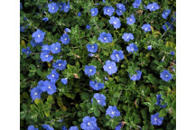 PLANT GROUND COVER DWARF MORNING GLORY EVOLVULUS BLUE MY MIND 15CM