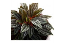 PEPEROMIA ZORRO FOLIAGE INDOOR PLANT 12CM POT