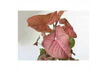 SYNGONIUM PODOPHYLLUM FOLIAGE INDOOR PLANT 42CM