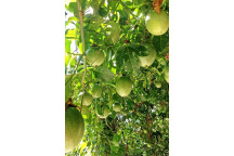 PASSIONFRUIT GRANADILLA PASSIFLORA CLIMBER PLANT 15CM