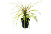 BEAUCARNEA RECURVATA PALM PLANT 12CM