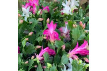 ZYGOCACTUS SUCCULENT ASSORTED OUTDOOR PLANT 16CM