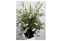 FREYLINA WHITE PLANT POT 22CM