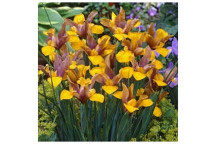 SNEEZEWOOD TREE PTAEROXYLON OBLIQUUM 20L