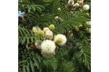 VACHELLIA SIEBERIANA WOODII ACACIA BARK PAPER TREE 20L