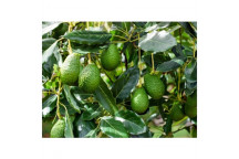 PLANT FRUIT AVOCADO ASSORTED 5L POT