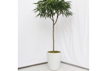 FOLIAGE FICUS BENJAMINA BUSH INDOOR PLANT 20CM POT