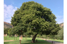 WHITE STINKWOOD TREE CELTIS AFRICANA 20L