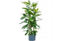 PLANT IND FOLIAGE MONSTERA DELICIOUSA (2IN1) 19CM