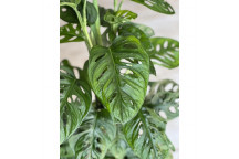 PLANT INDOOR FOLIAGE ALOCASIA MACRORRHIZA 25L (BI)