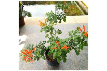 TECOMARIA SUNLOVERS CAPE HONEYSUCKLE SHRUB 17CM COMPACT ASSORTED