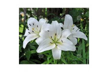 WHITE LILLIUM ASIFLORUM FLOWER BULB 5PK