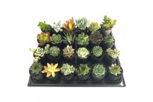 PLANT SUCCULENT CLASSIC CERAMIC 9CM