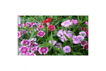 DIANTHUS ASSORTED CARNATION OUTDOOR FLOWER PLANT 19CM