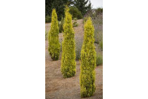 CUPRESSUS SWANES GOLD CYPRESS TREE PLANT 9L