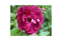 BURGANDY ICEBERG FLORIBUNDA ROSE SHRUB PLANT 22CM