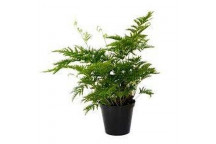 PTERIS STRAMINA FERN FOLIAGE INDOOR PLANT 15CM POT