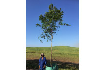 PLANT TREE ARUCARIA 14CM GREEN COVER POT