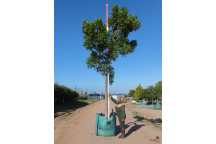 HARPEPHYLLUM CAFFRUM WILD PLUM TREE PLANT 20L