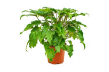 PHILODENDRON SELLOUM FOLIAGE INDOOR PLANT 16.5CM