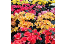 BEGONIA ELAITOR INDOOR FLOWEING PLANT 14CM