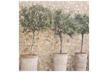 FRANTOIO OLIVE FRUIT PLANT 10L