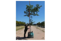 CHINESE HACKBERRY TREE CELTIS SINENSIS 10L