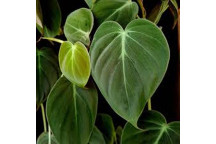 PHILODENDRON SCANDENS MICA FOLIAGE INDOOR PLANT 14CM