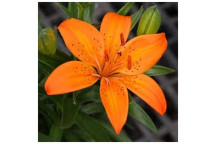 LILLIUM ASIFLORUM ORANGE FLOWER BULBS 5PK