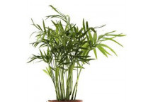 PLANT INDOOR FOLIAGE BAMBOO PALM 12L