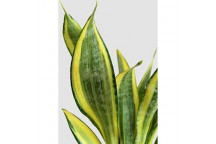 SPEKBOOM PORTULACARIA AFRA LITTLE JIM SUCCULENT PLANT 12L