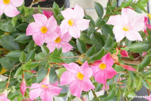 CLIMBER PLANT DIPLADENIA 14CM LVG