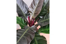 PLANT INDOOR FLOWER  PHILODENDRON FUSE 14CM