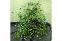 MEUHLENBECKIA AXILLARIS U-CANE CLIMBER PLANT 15CM