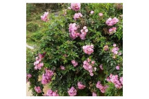 BONSAI TREE IN POT/BAG ï¿½ MEDIUM SELECTION F