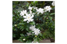 KATJIEPIERING GARDENIA SHRUB PLANT 21CM