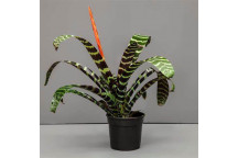 VRIESEA SPLENTRIET FLOWER INDOOR PLANT 14CM POT