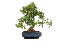 BONSAI TREE IN POT/BAG-MEDIUM SELECTION B