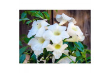 STAKED PINK BOWER VINE PANDOREA JASMINOIDES CHARISMA CLIMBER PLANT 9L